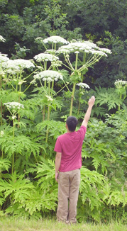 Man Standing Under Giant Hogweed Plant